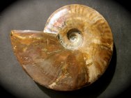 Cleoniceras Triassic Ammonite