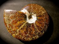 Cleoniceras Ammonites
