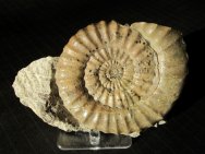 Asteroceras turneri Ammonite