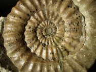 Asteroceras Ammonite