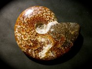 Cleoniceras Ammonite Fossil