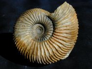 Gargantiana Ammonites