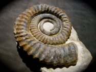 Heteromorph Ammonite