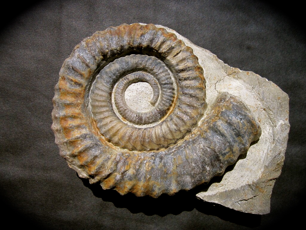 Heteromorph Ammonite