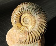 Parkinsonia Ammonite Fossi