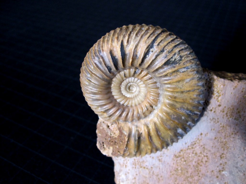 Parkinsonia German Ammonite
