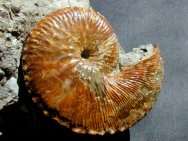 Holoscaphites nicolletti Ammonite
