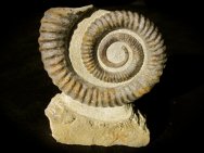 Heteromorph Ammonite Fossil