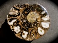 Physodoceras wolfi Ammonite for Sale