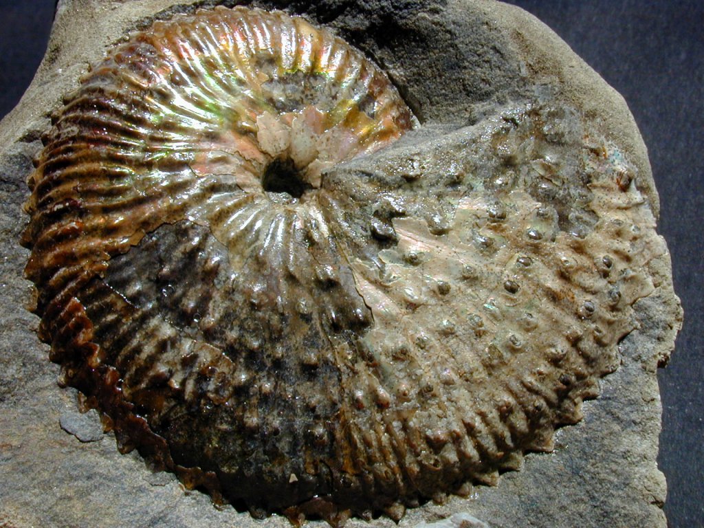 Holoscaphites