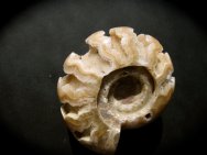 Paralegoceras evolutum Ammonite