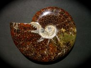 Cretaceous Cleoniceras Ammonite