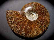 Cleoniceras Ammonites