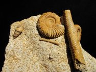 Gargantiana Ammonites