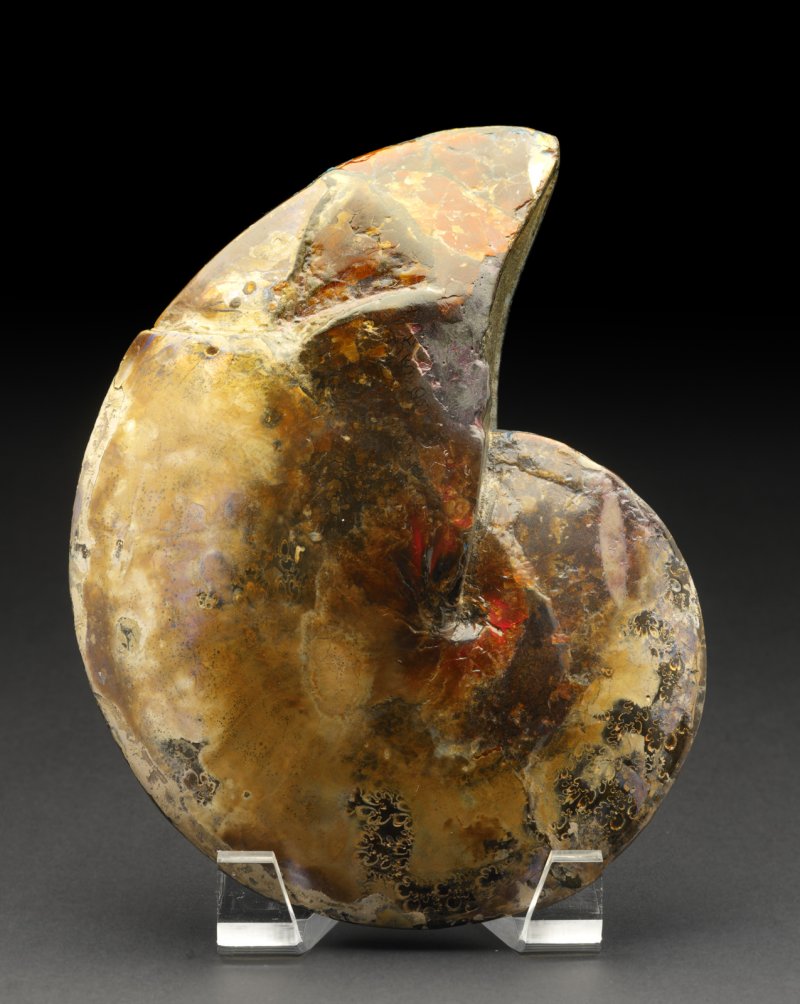 Ammonite from Pierre Shale