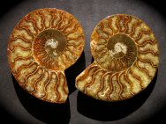 Triassic Ammonite