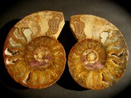 Ammonite Fossil