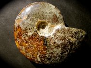 Cleoniceras Ammonite