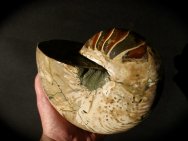 Cymatoceras Nautiloid Fossil