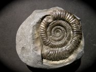 Snakestone Dactylioceras Ammonite