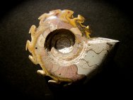 Paralegoceras evolutum ammonites