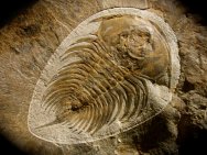 Museum Gabriellus ianceatus Trilobite