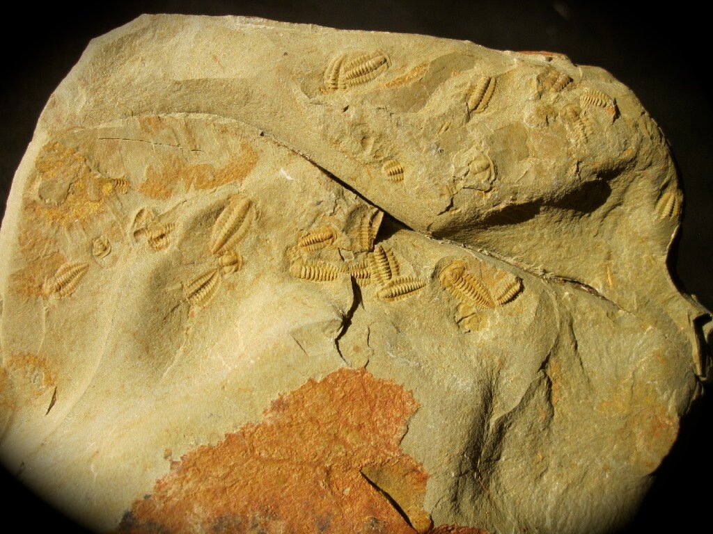 Daguinaspis Fallotaspid Trilobites