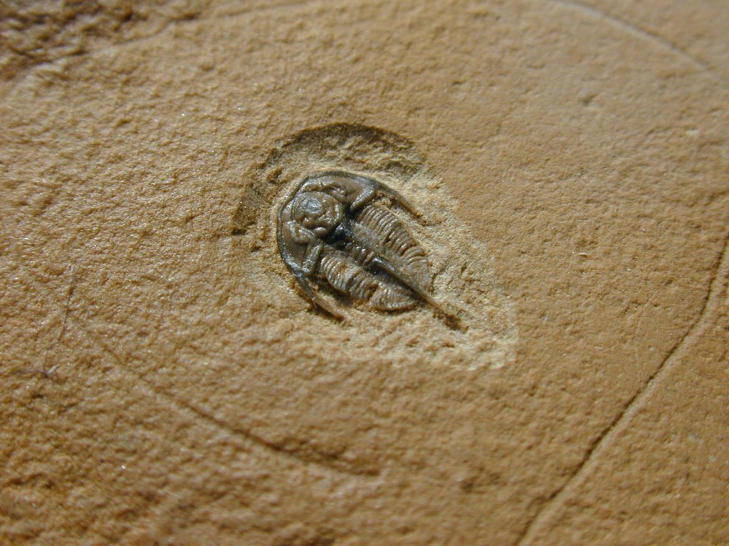 Lonchocephalus Trilobites