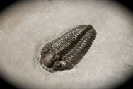 Calymene niagarensis Trilobite