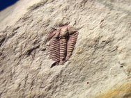 Ptychoparella Trilobites