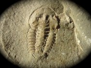 Daguinaspis ambrogii Fallotaspid Trilobite