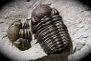 Phacops rana Trilobite