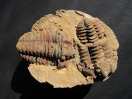 Calymene blumenbachii Trilobites