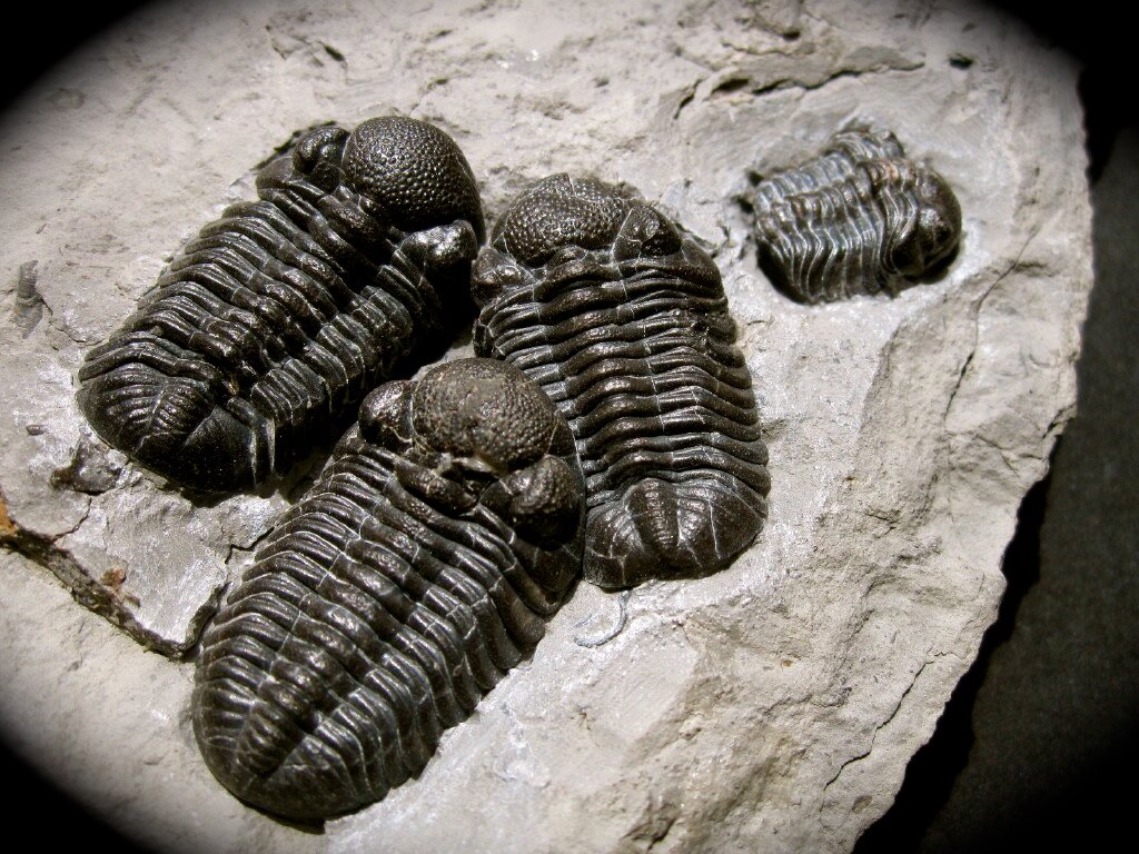 Eldredgeops rana Trilobites