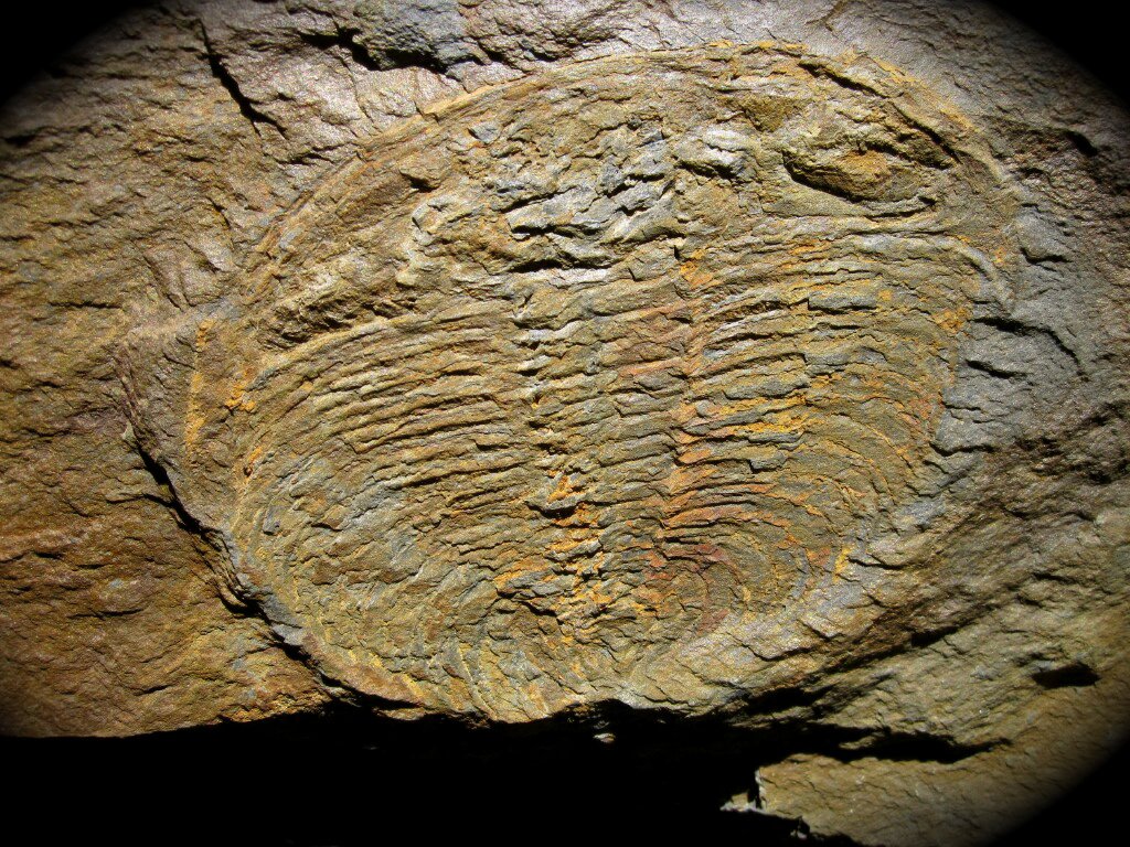 Wanneria walcottana Trilobite