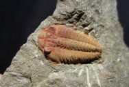 Ormathops clariondi Trilobite