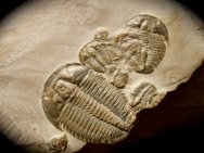 Elrathia Trilobites 