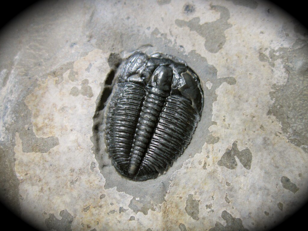 Elrathia marjumi