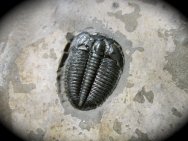 Elrathia marjumi Trilobite