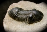 Paralejurus Trilobite