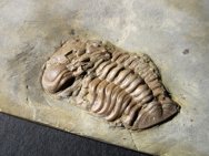 Trimerocephalus Trilobite