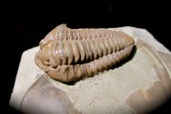 Flexicalymene & Isotelus Trilobites