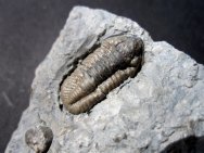 Breviphillipsia sampsoni Trilobite