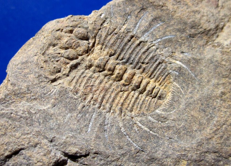Barrandian Trilobite Miraspis mira