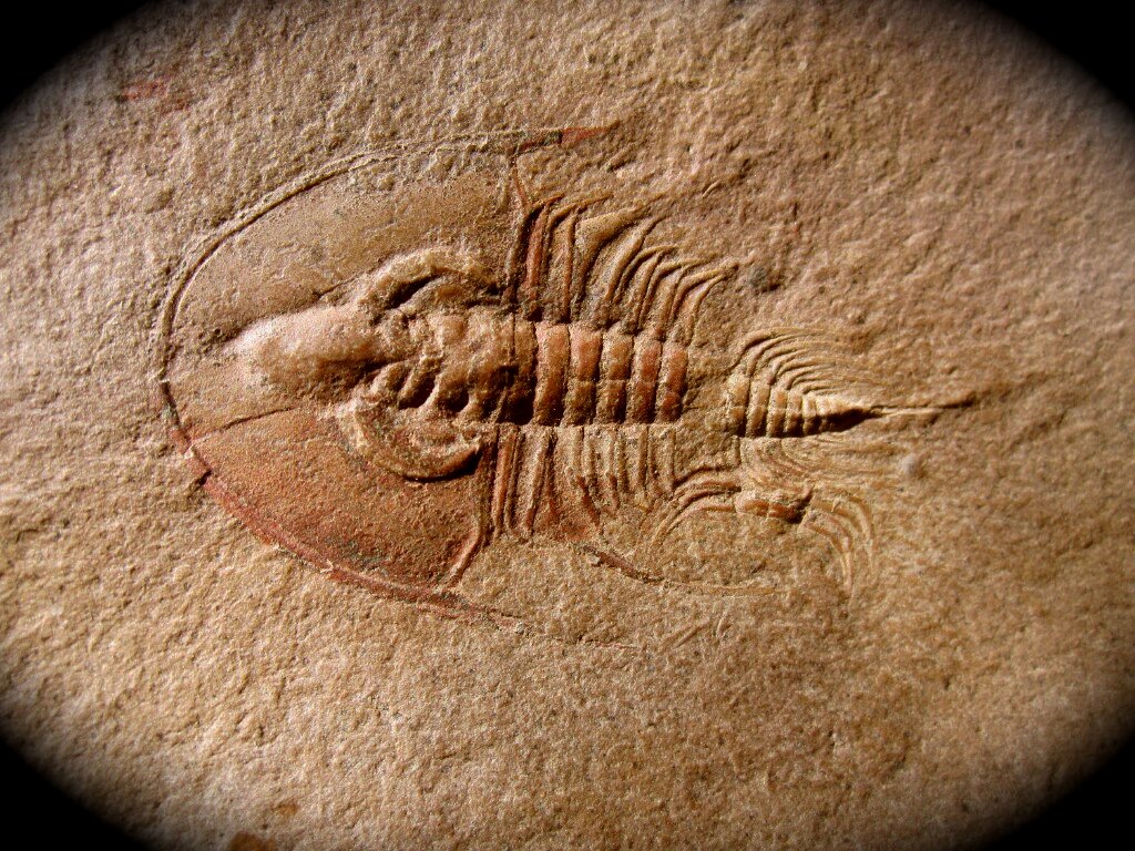 Olenellus chiefensis Trilobite