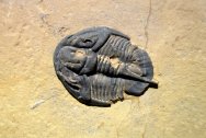Genevievella granulatus Trilobite