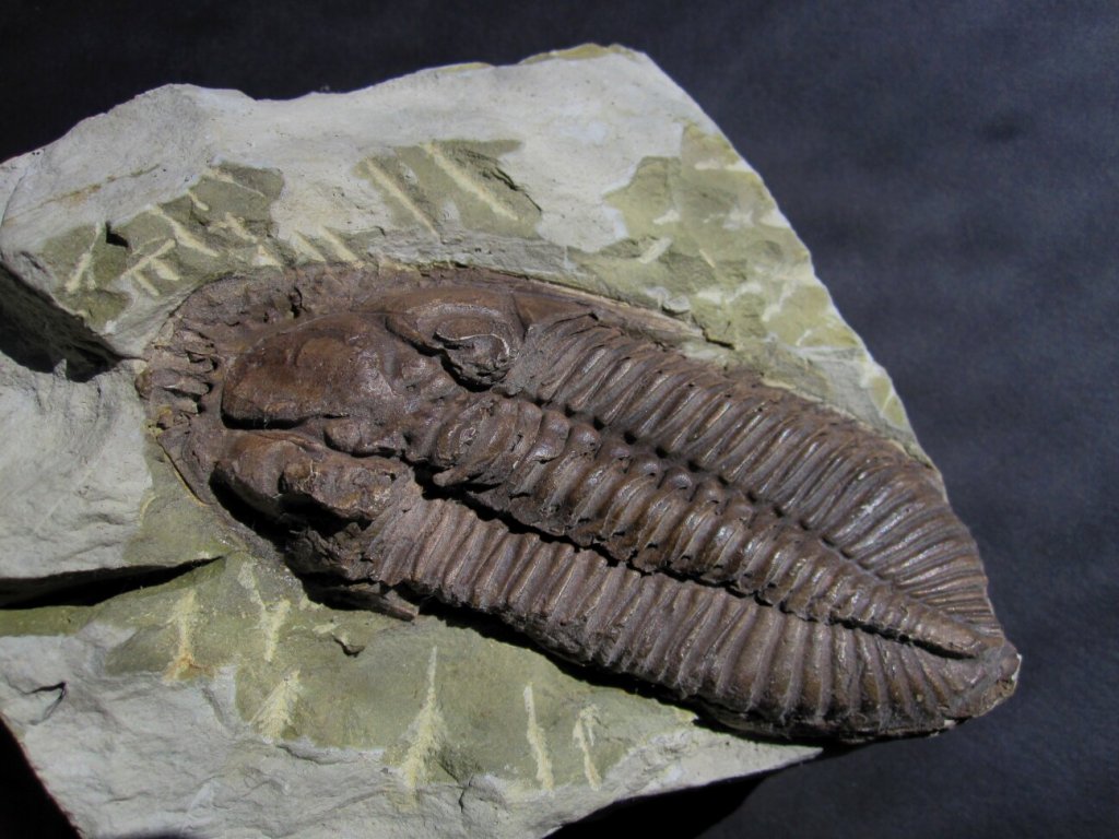Odontocephalus aegeria