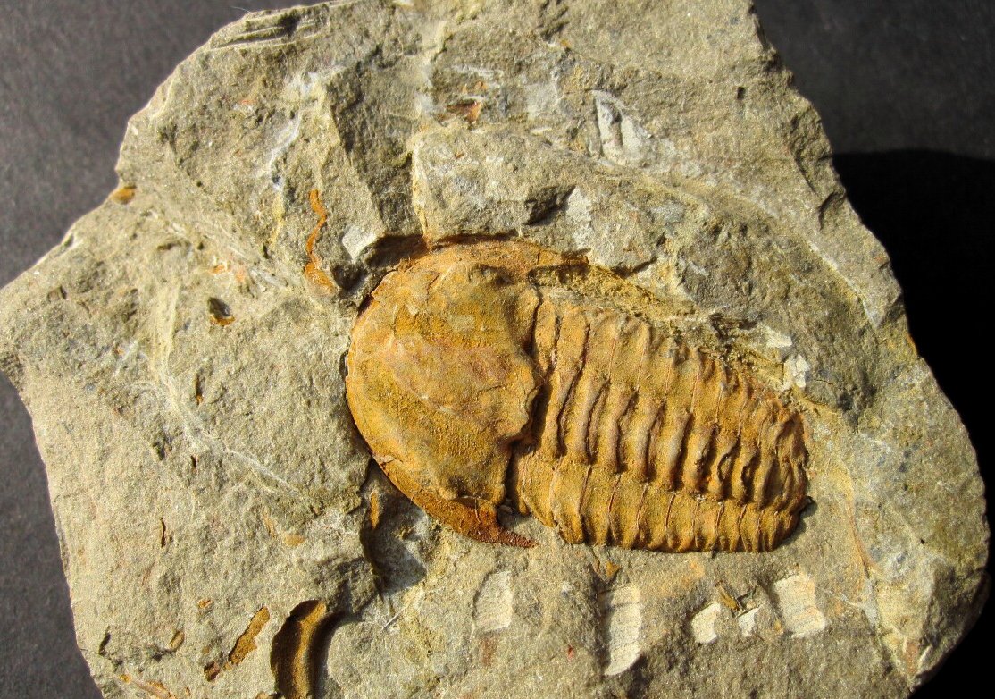 Ornamentaspis Cambrian Trilobite