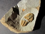 Ornamentaspis frankenwaldensis Trilobite