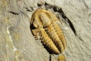 Ornamentaspis Trilobite